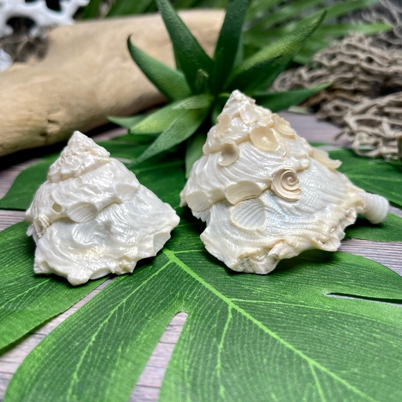 (2) RARE White Carrier Seashells Collector Shells Coastal Nautical Beach Decor - Picture 11 of 17